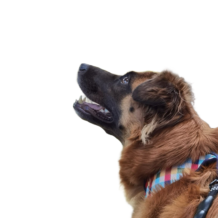 The same dog with the background removed, fur intact