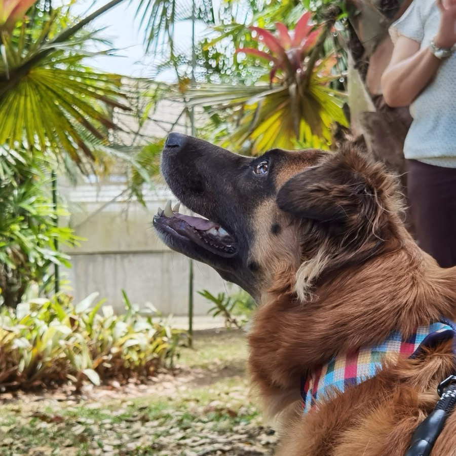 A dog photographed in a garden, before background removal